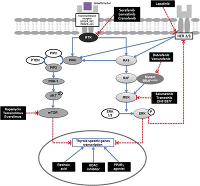 Redifferentiation of Radioiodine Refractory Differentiated Thyroid Cancer for Reapplication of I-131 Therapy